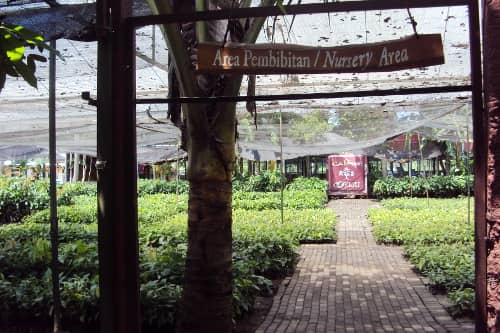 kampung coklat